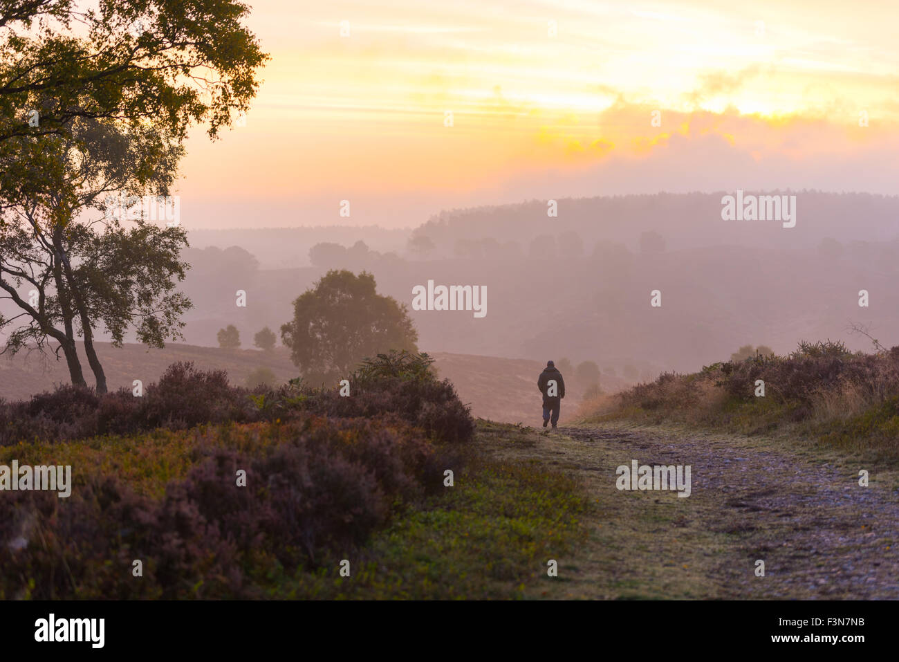 Cannock Chase, Staffordshire, UK. 10. Oktober 2015. Samstag, 10. Oktober 2015 ist es ein kalter Nebel Start in den Tag mit Temperaturen unter dem Durchschnitt für diese Zeit des Jahres über Cannock Chase in Staffordshire ein Mann einen Morgenspaziergang dauert, wie die Sonne Credit aufgeht: David Holbrook/Alamy Live News Stockfoto