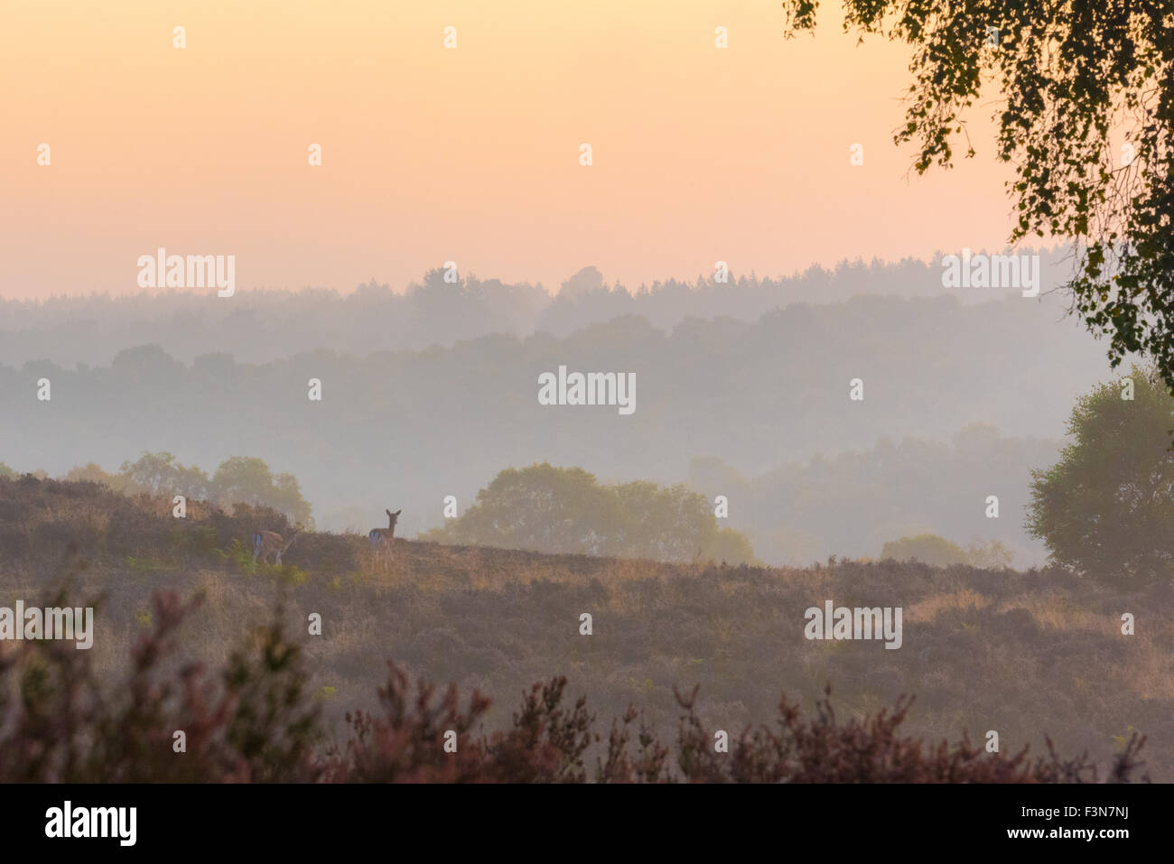 Cannock Chase, Staffordshire, UK. 10. Oktober 2015. Samstag, 10. Oktober 2015 ist eine kalte Nebel Start in den Tag über Cannock Chase mit Temperaturen unter dem Durchschnitt für diese Zeit des Jahres in Staffordshire und wilde Rehe füttern, wie die Sonne, Credit aufgeht sind: David Holbrook/Alamy Live News Stockfoto
