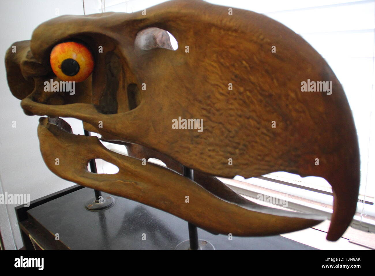 Ein Modell des gigantischen Schädels ein "Terror-Vogel" angezeigt in der Alfred Denny Museum, Universität von Sheffield, England, UK Stockfoto