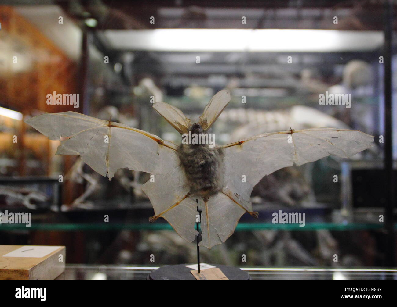 Eine erhaltene Fledermaus angezeigt in einer Vitrine an der Alfred Denny Museum, Universität von Sheffield, South Yorkshire England UK Stockfoto
