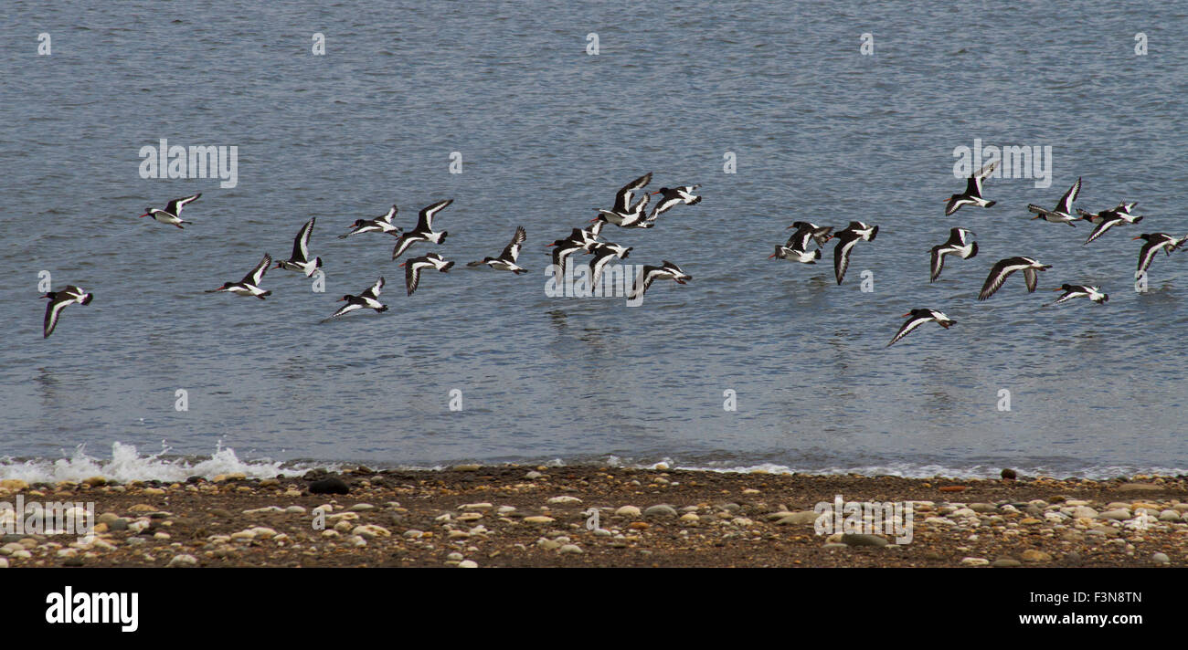 Oyster Catcher über Strand fliegen Stockfoto