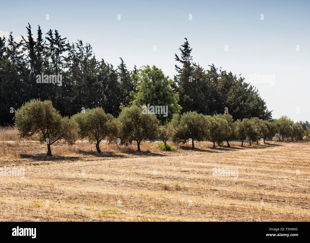 Olivenbäume am Rande einer Hayfield im Süden Zyperns Stockfoto