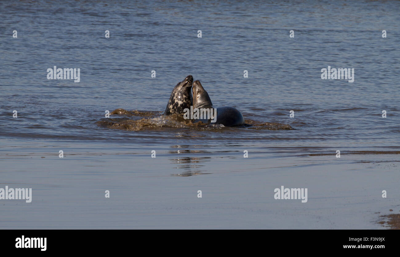 Kegelrobben umwerben Stockfoto