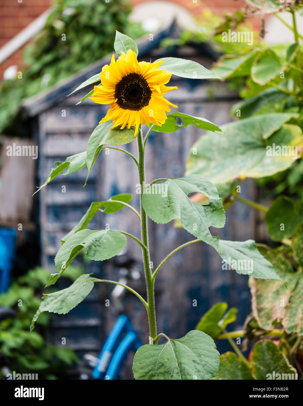 Sonnenblume mit Gartenhaus im Hintergrund Stockfoto