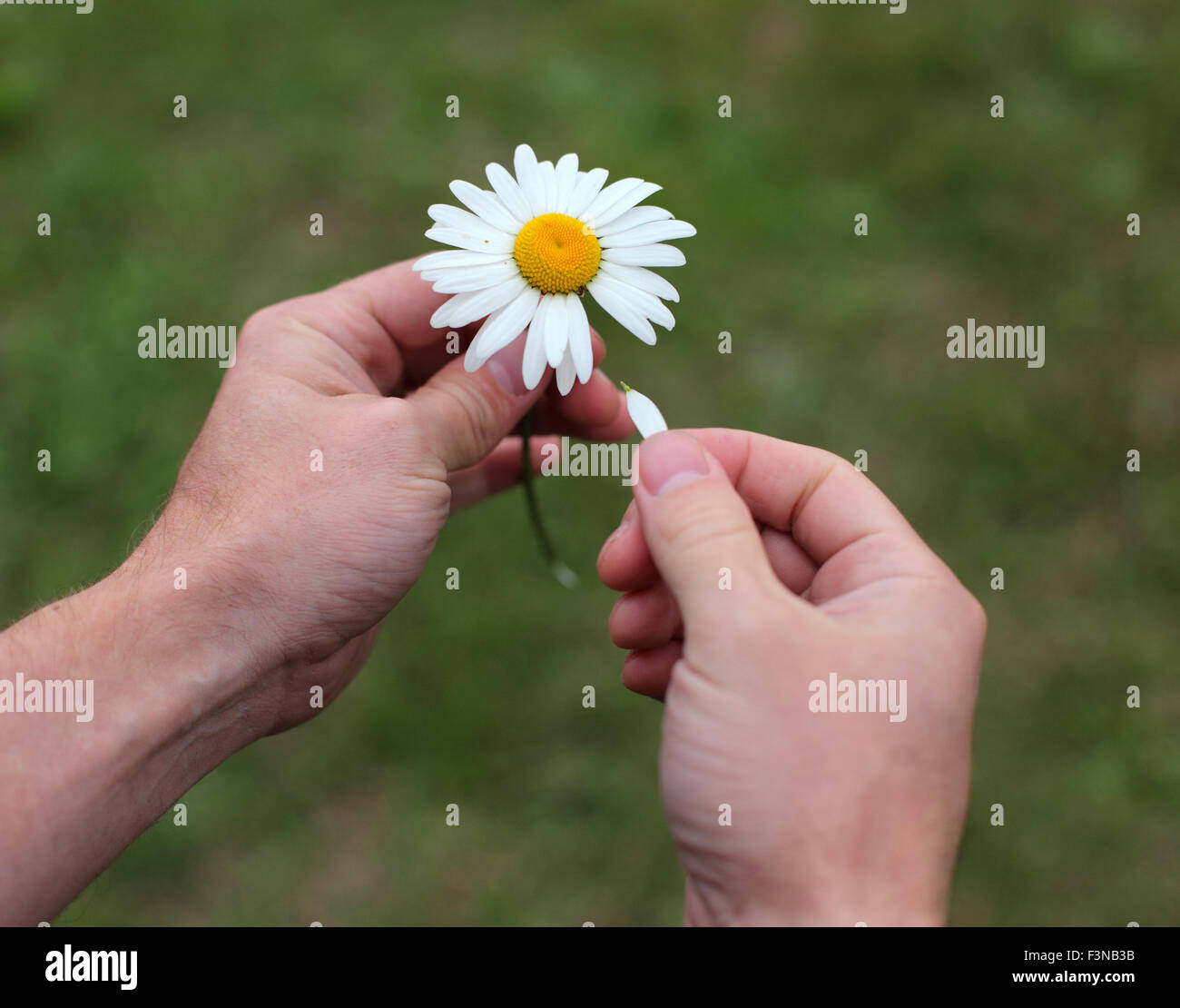 Weissagung von daisy Stockfoto