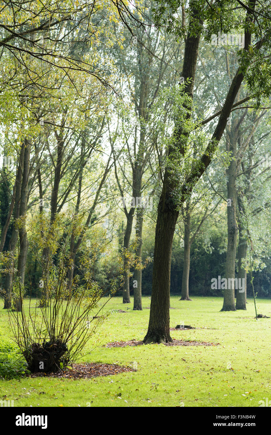 Atmosphärische Szene ohne Personen in einem bewaldeten park Stockfoto