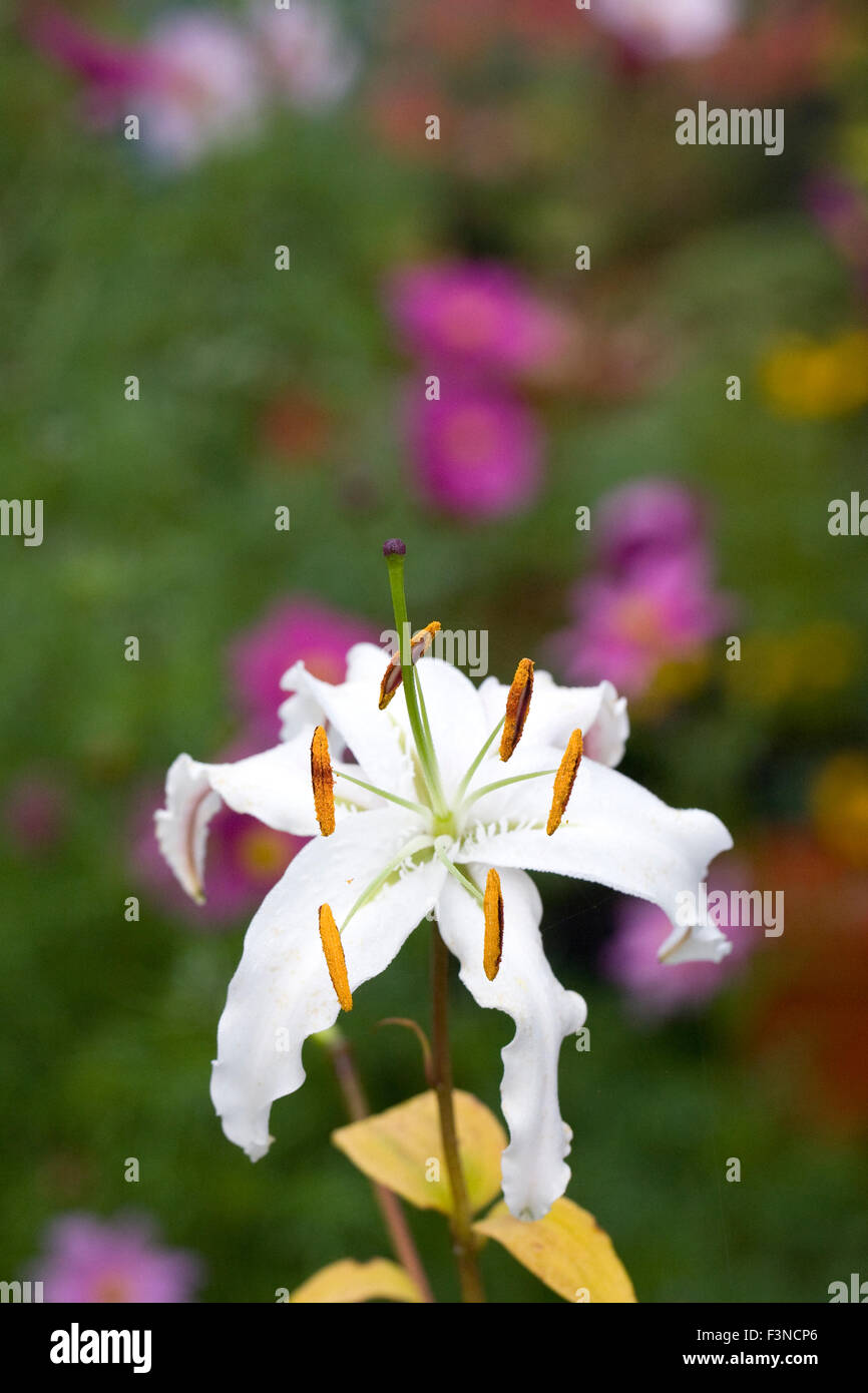 Lilium Speciosum Blume im Garten. Stockfoto