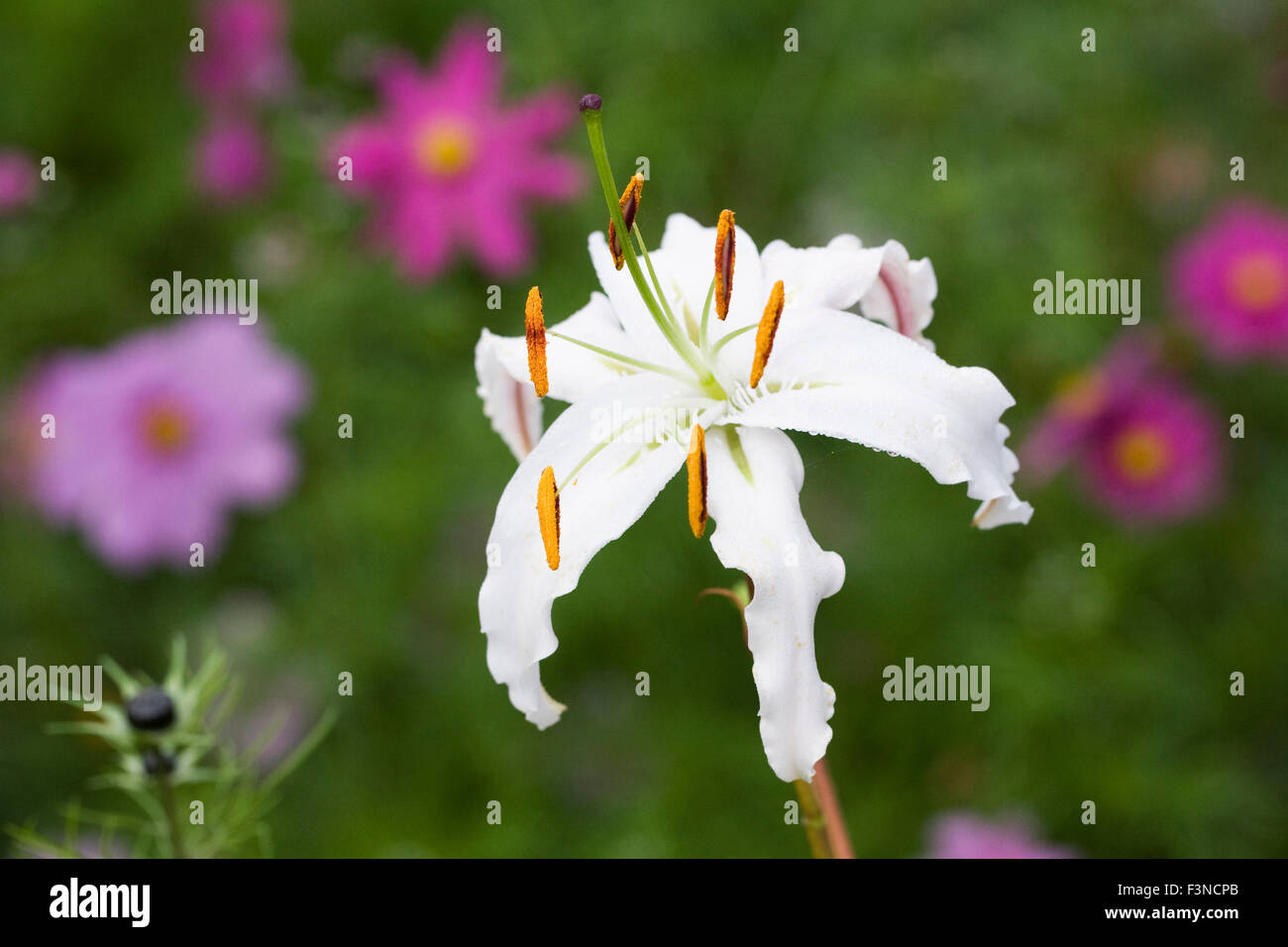 Lilium Speciosum Blume im Garten. Stockfoto