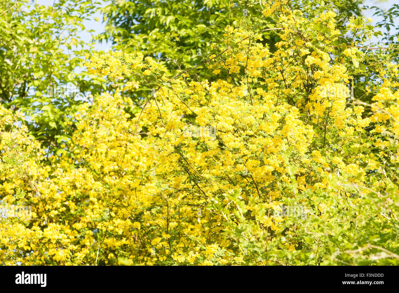 Strauch mit vielen gelben Blüten gelbe Akazie, lateinischen Namen