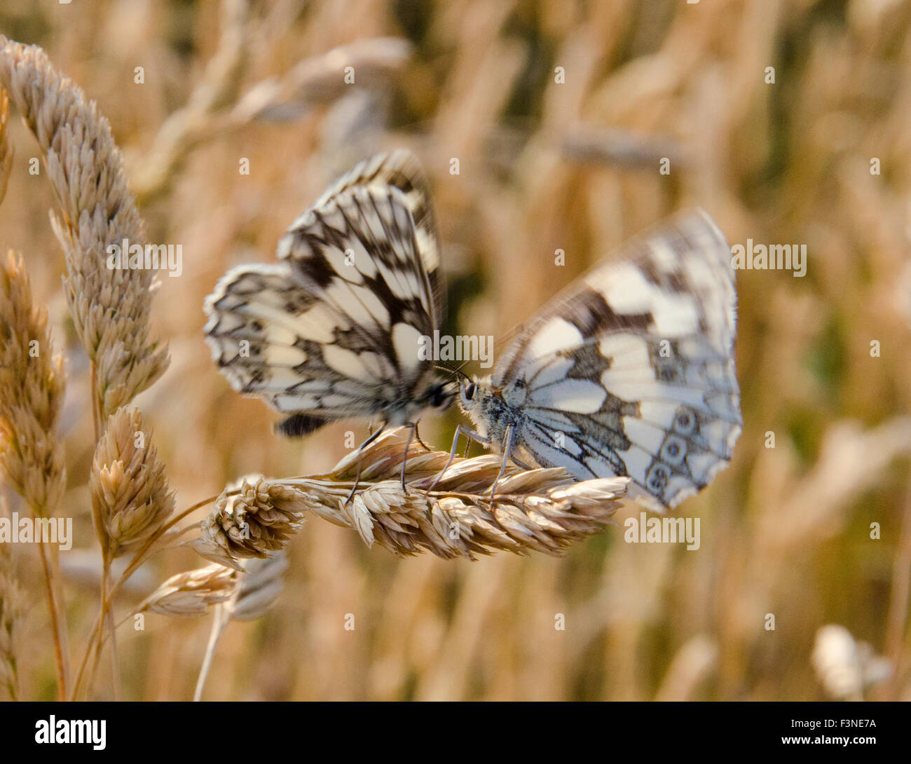 Marmorierte weißen Schmetterlinge umwerben Stockfoto