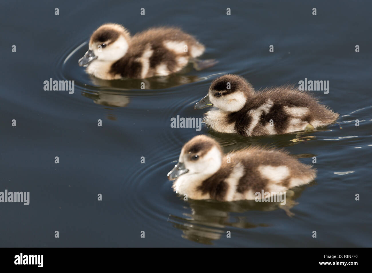 Nilgans Gänsel. Norfolk Broads. England. Nilgans ist Mitglied der Ente, Gans und Schwan Familie Anatidae Stockfoto