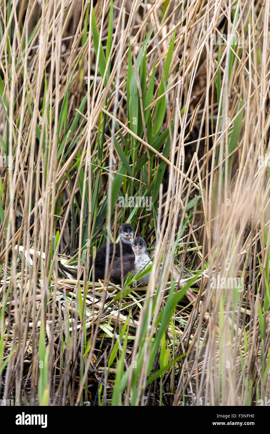 Young-Blässhuhn Küken im Nest. Riverside. Norfolk Broads UK Stockfoto