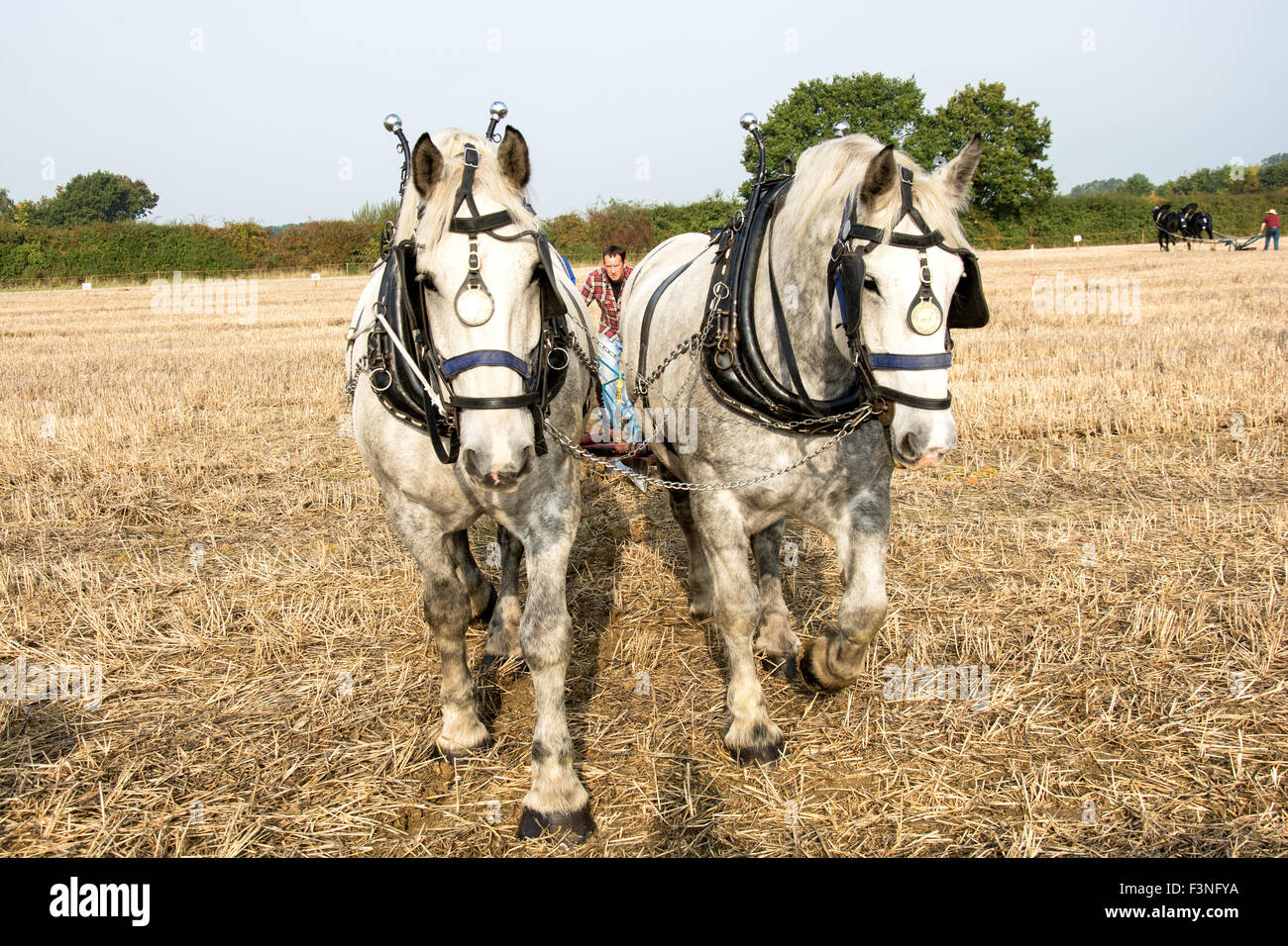 Die 65. britische Pflügen Landesmeisterschaft fand bei Marden Kent UK Stockfoto