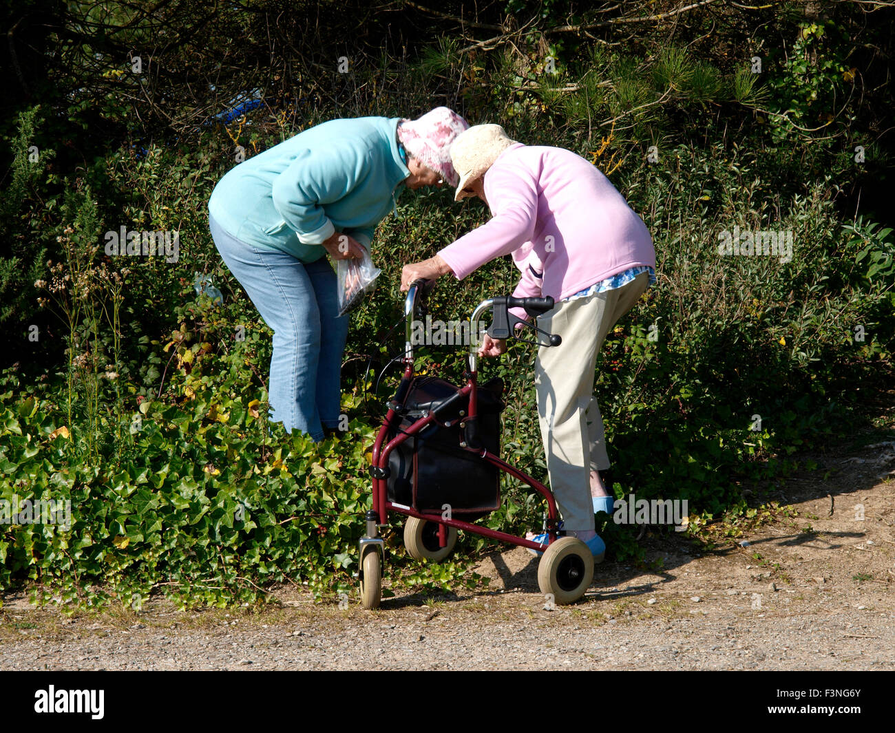 Zwei alte Damen pflücken Brombeeren, Plymouth, Devon, UK Stockfoto