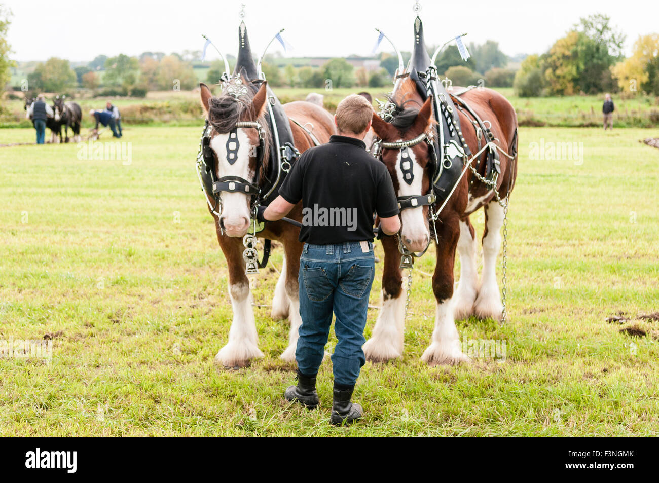 Lisburn, Nordirland. 10. Oktober 2015 - nutzt ein Konkurrent ein paar Clydesdale-Pferde zu einem Feld bei der Northern Ireland Pflügen Association Championships Pflügen Stockfoto