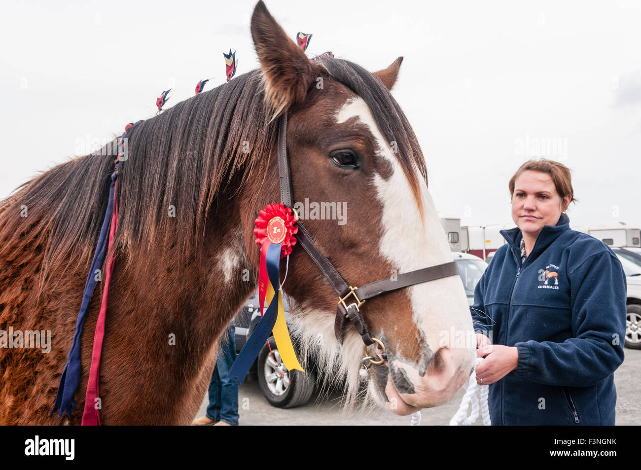 Lisburn, Nordirland. 10. Oktober 2015 - A Clydesdale Pferd beurteilt, um die Best in Show mit seinem Führer an der Northern Ireland Pflügen Association Championships sein Stockfoto