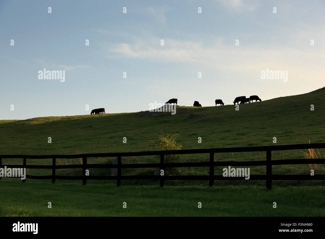 Silhouette der Schafe auf der Farm, Middleburg, Virginia Stockfoto