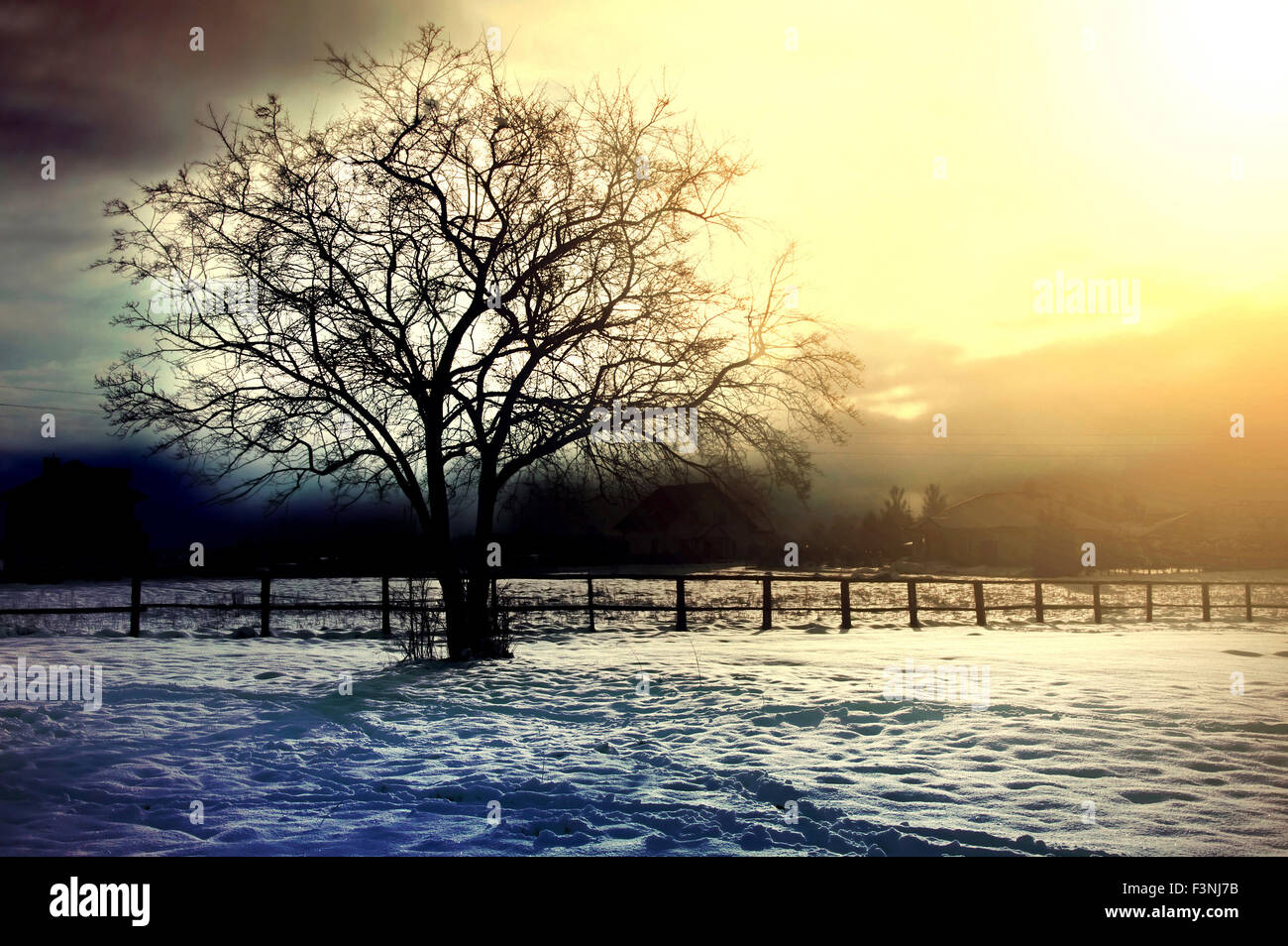 Winter Baum Konzeptbild. Dead Winter Baum auf das Feld mit Schnee bedeckt. Stockfoto