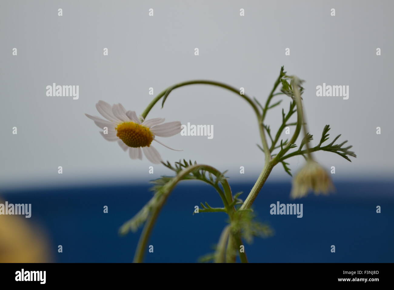 Gänseblümchen, weiße Daisy, Daisy Geist, der Geist der Blume, gute Gefühle, die Welt der Blumen, Kamille Welt, Gerber Daisies, Stockfoto