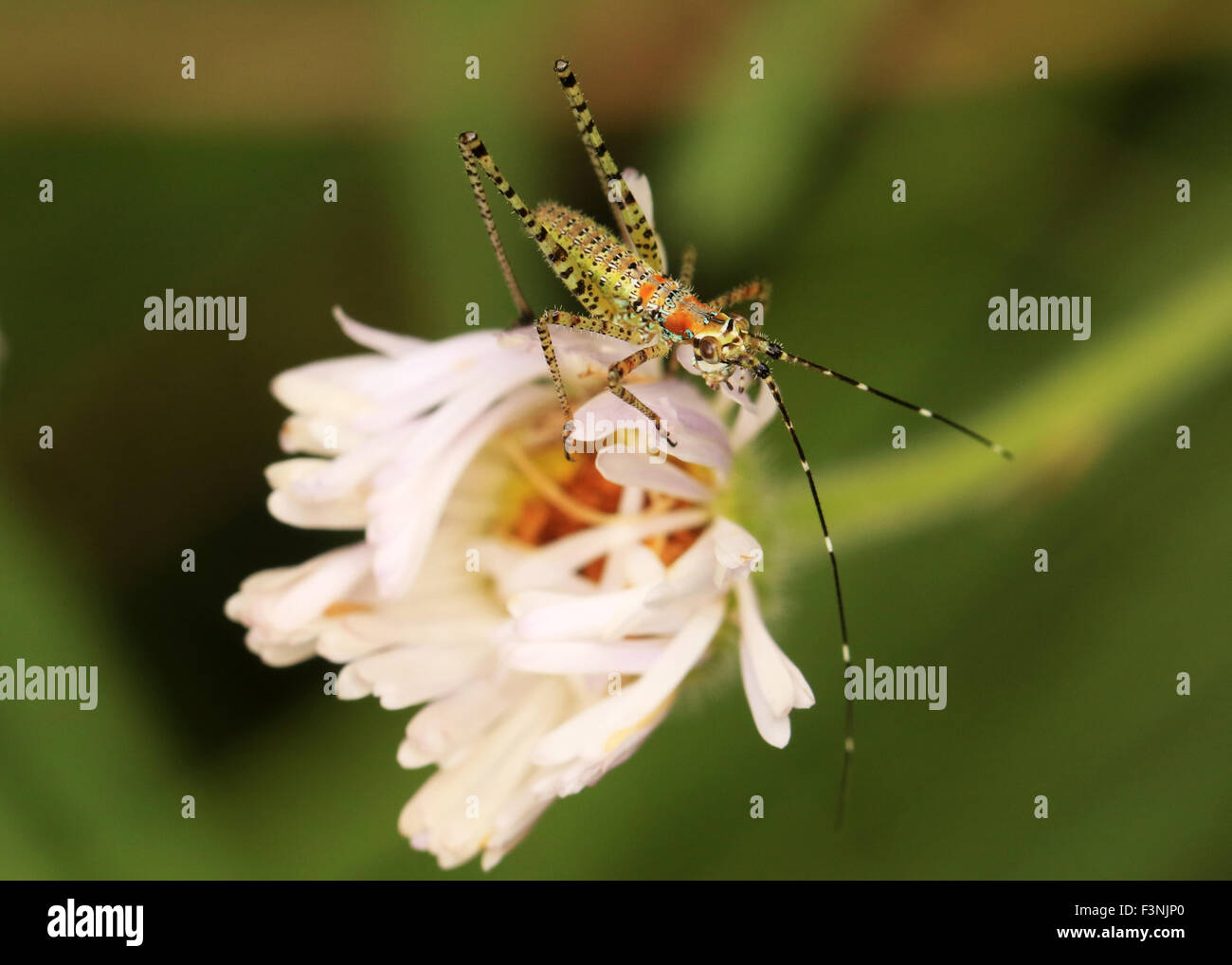 Grashuepfer Nymphe auf einer Blume Stockfoto