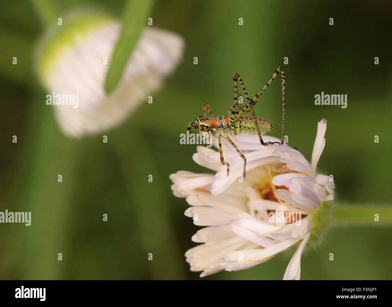 Grashuepfer Nymphe auf einer Blume Stockfoto