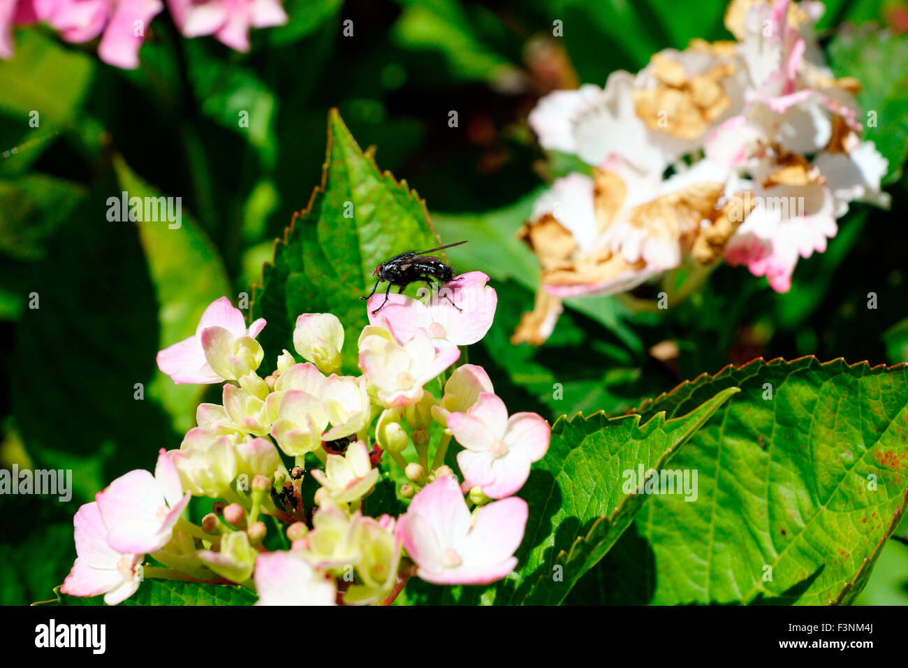STUBENFLIEGE Stockfoto