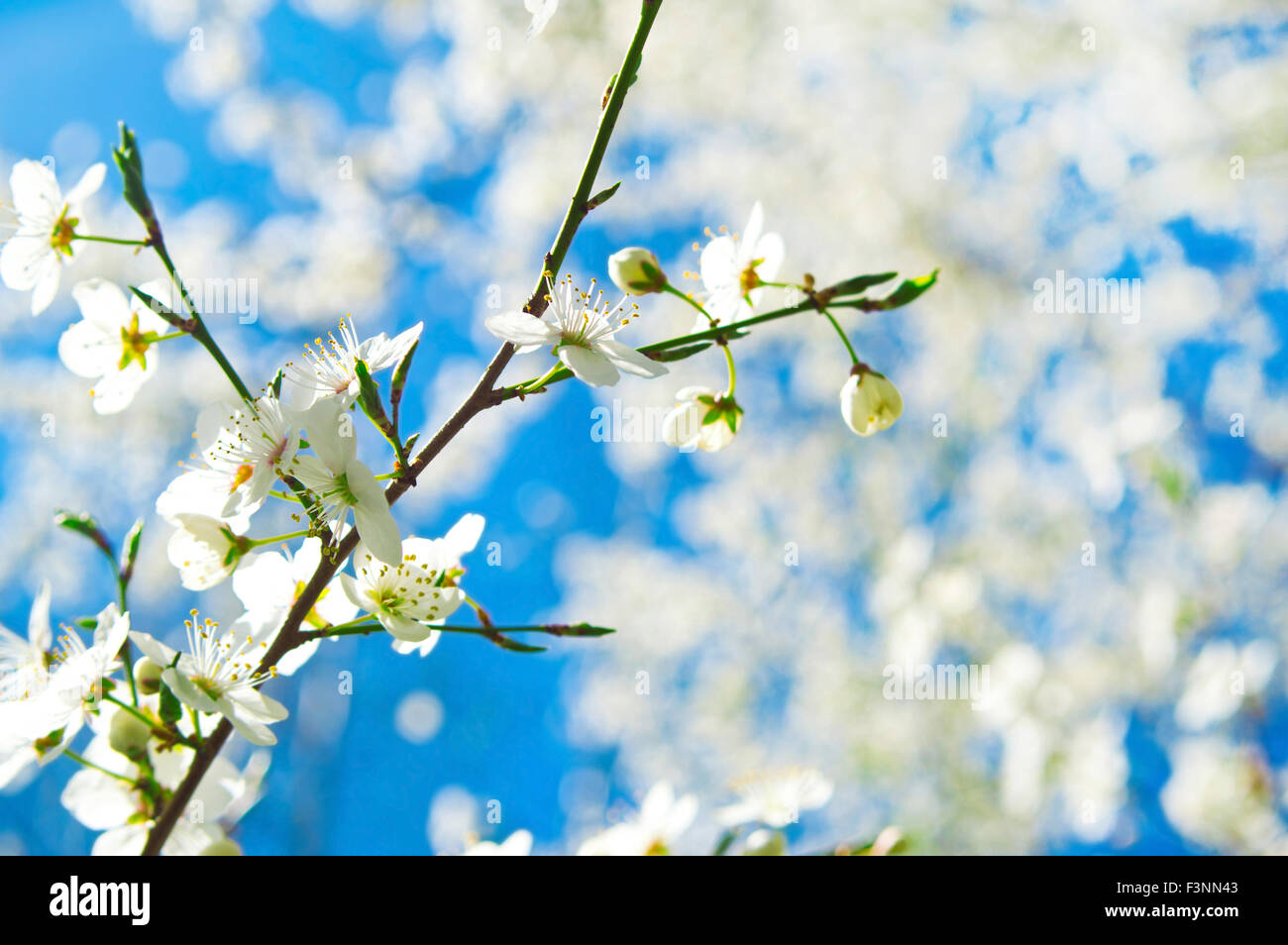 Weiße Kirschbaum Blüte im Frühjahr gegen blauen Himmel. Natur-Hintergrund. Stockfoto