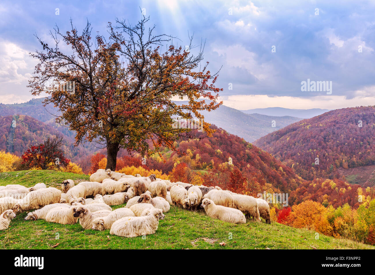 Schafe unter dem Baum in Herbstlandschaft in den rumänischen Karpaten Stockfoto