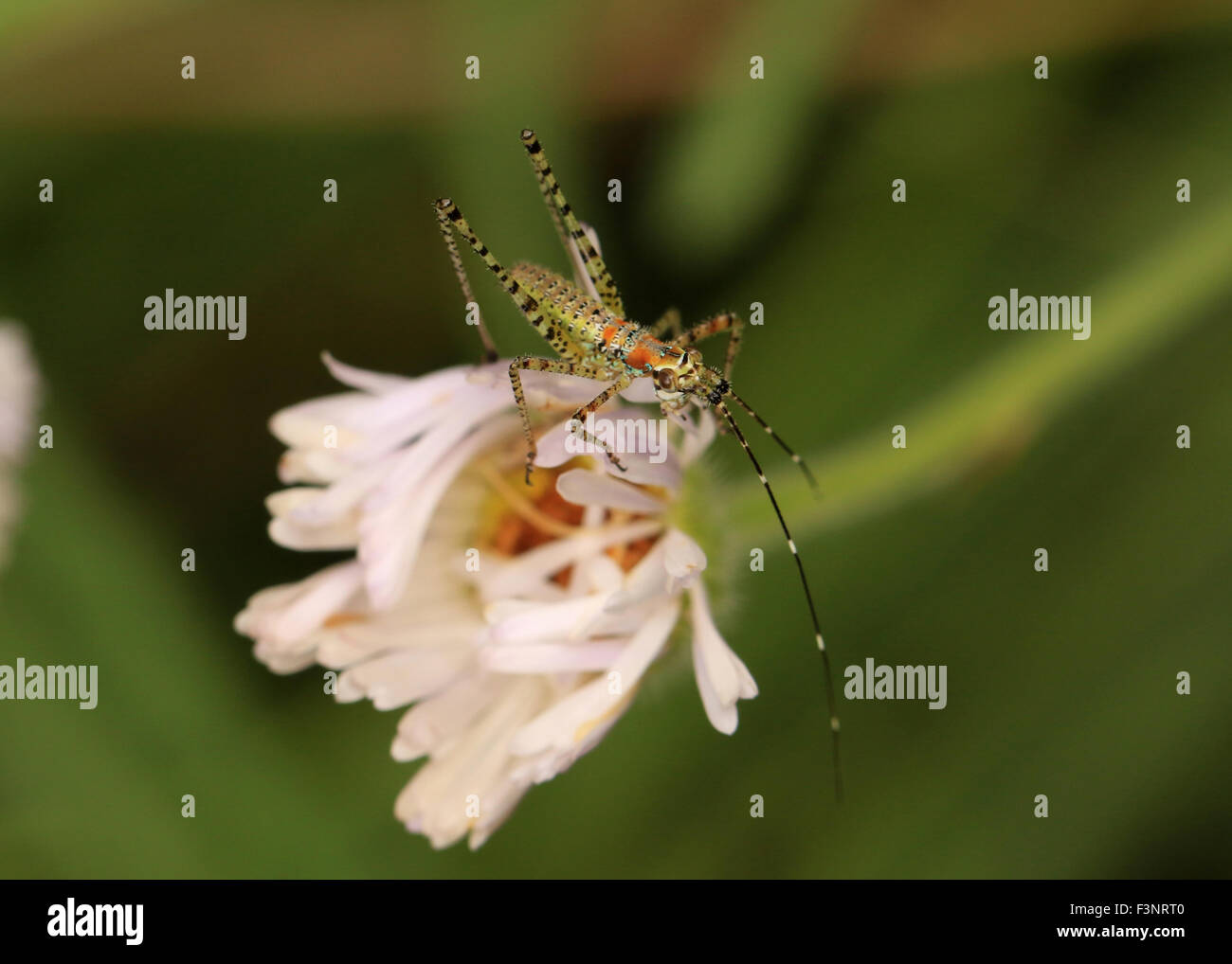 Grashuepfer Nymphe auf einer Blume Stockfoto