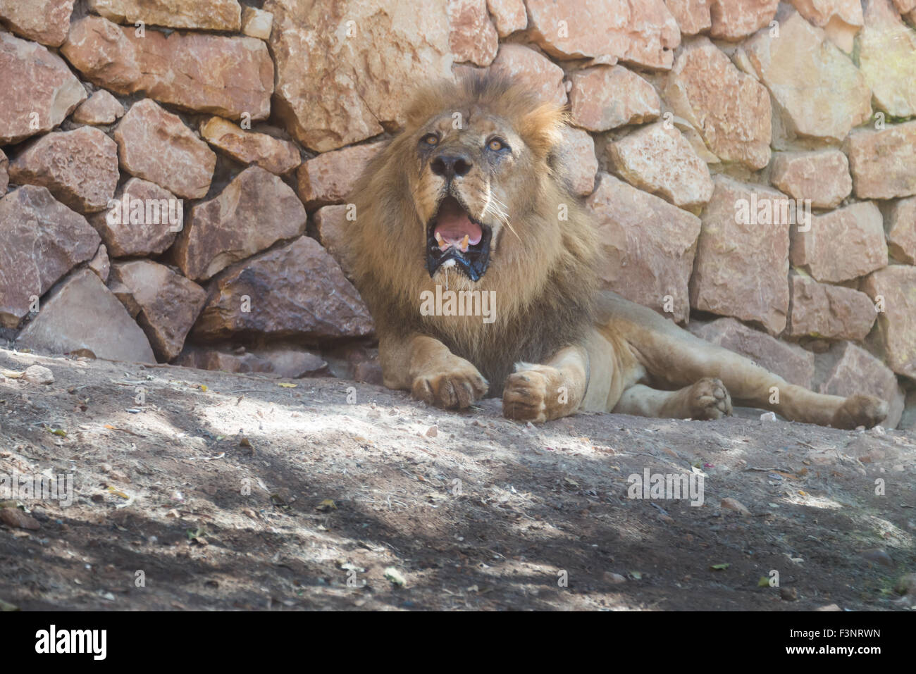 Haifa Zoo, Israel Stockfoto