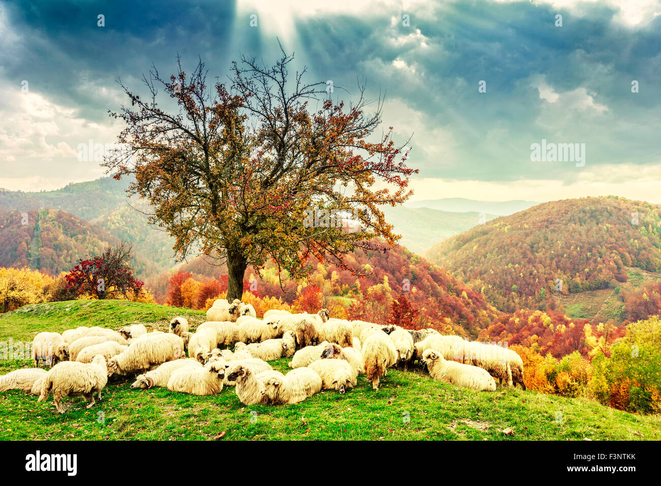 Schafe unter dem Baum in Herbstlandschaft in den rumänischen Karpaten Stockfoto