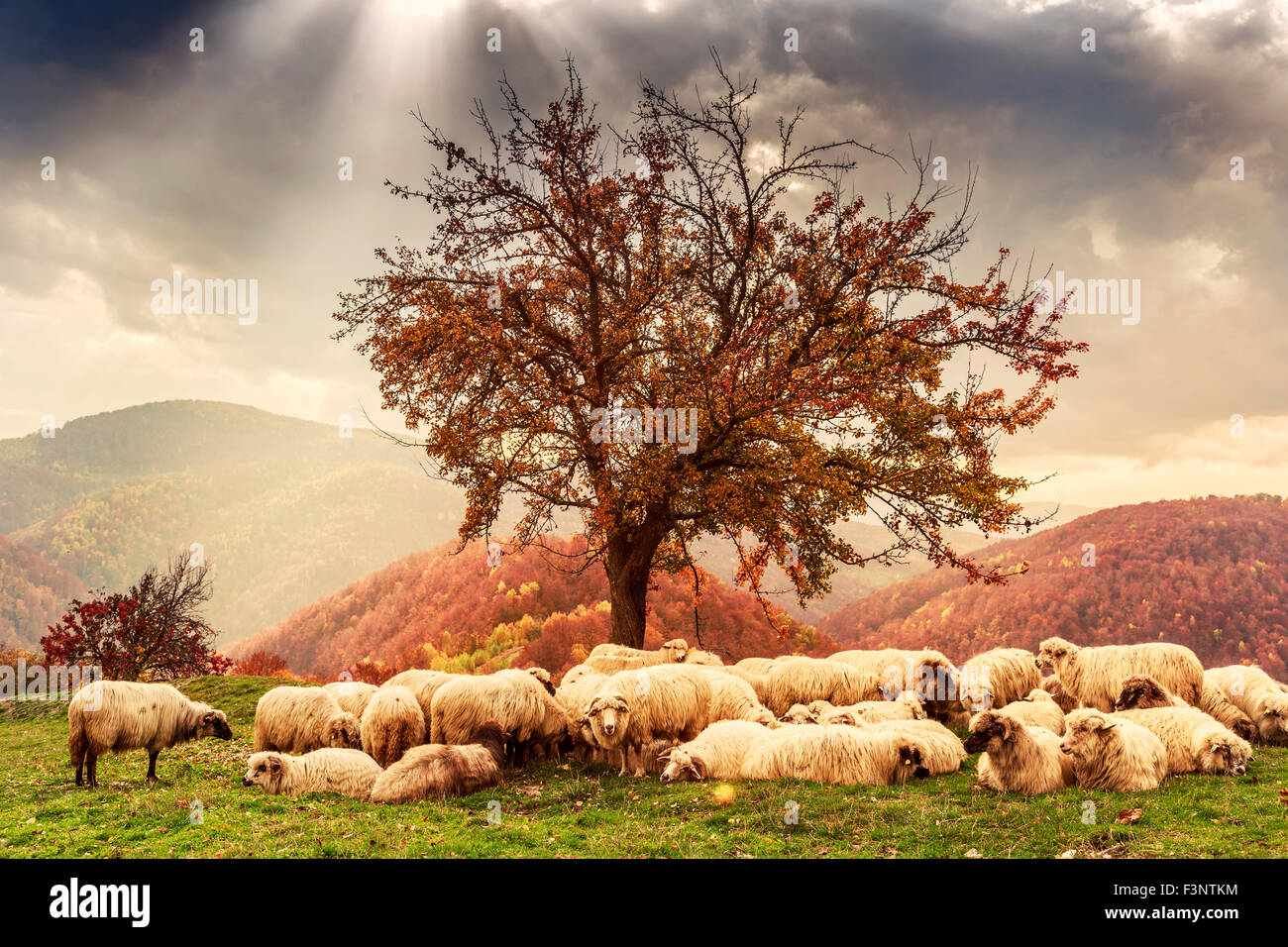 Schafe unter dem Baum in Herbstlandschaft in den rumänischen Karpaten Stockfoto