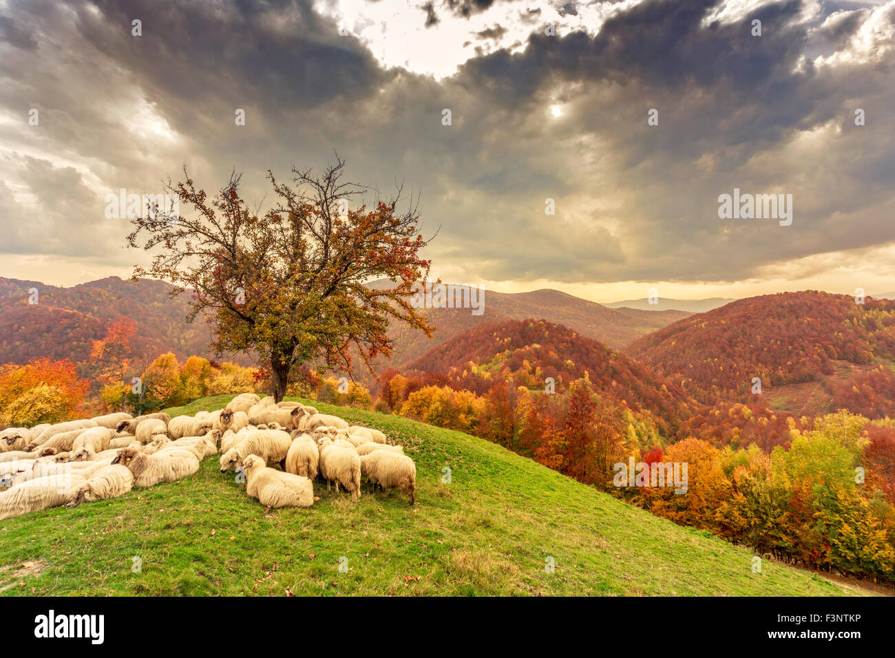 Schafe unter dem Baum in Herbstlandschaft in den rumänischen Karpaten Stockfoto