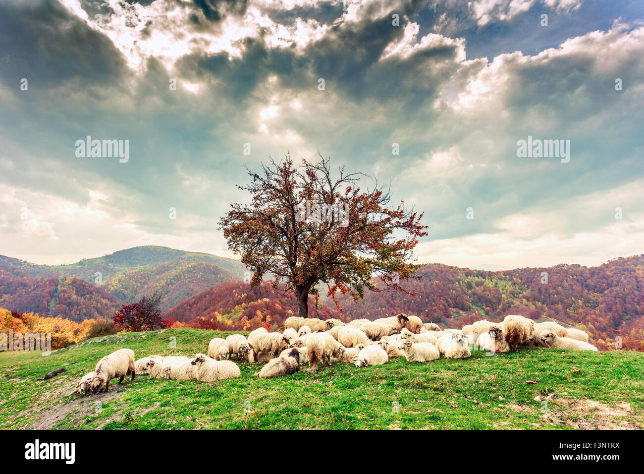 Schafe unter dem Baum in Herbstlandschaft in den rumänischen Karpaten Stockfoto
