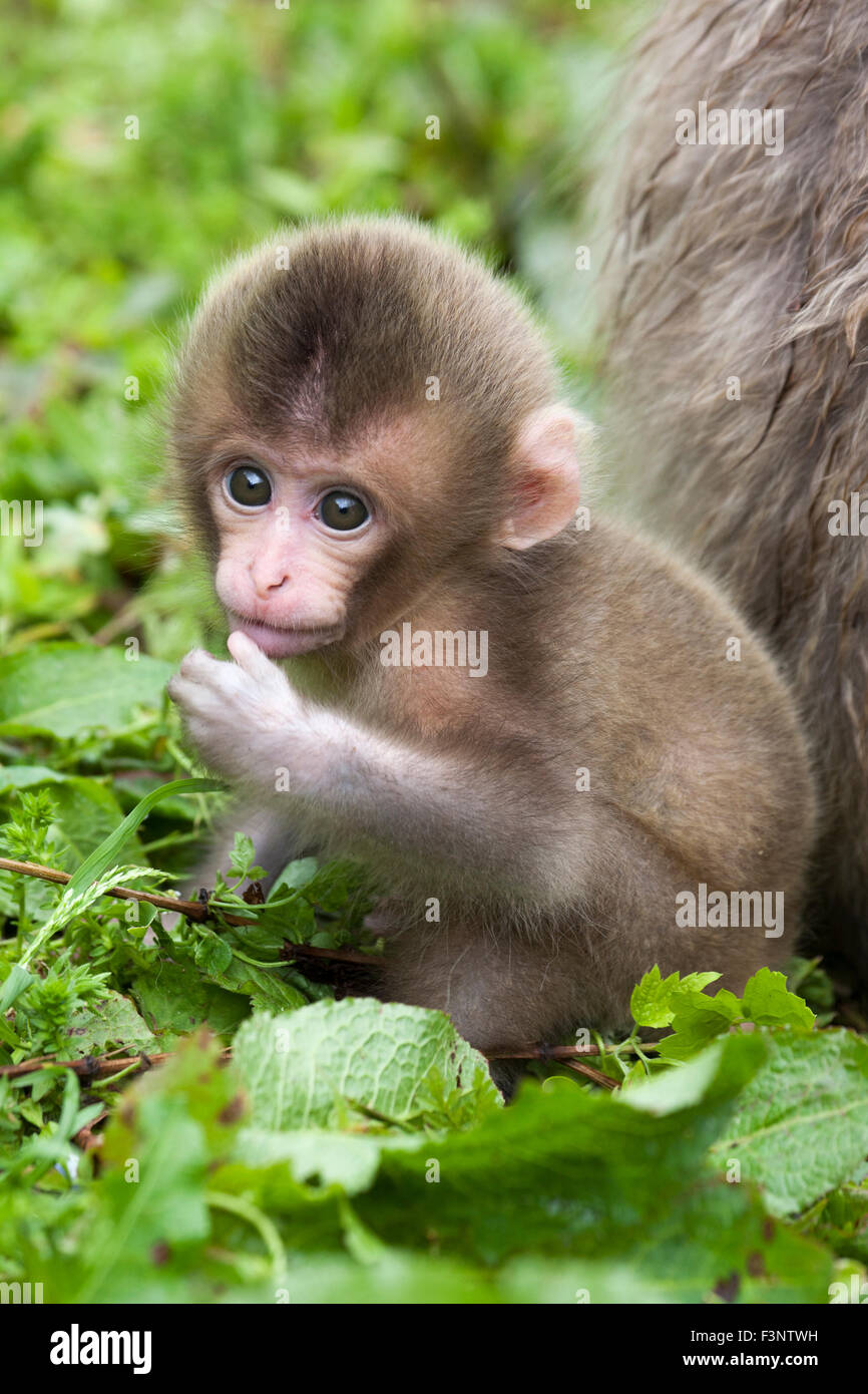 Baby japanischen Makaken (Macaca Fuscata) Stockfoto