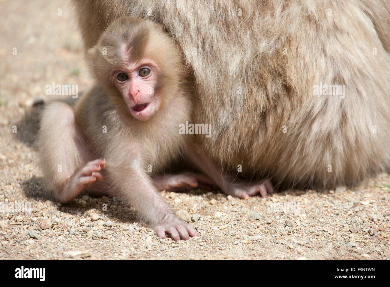 Wilder japanischer Makak (Macaca fuscata) im Jigokudani Monkey Park, Yamanouchi, Präfektur Nagano, Japan Stockfoto