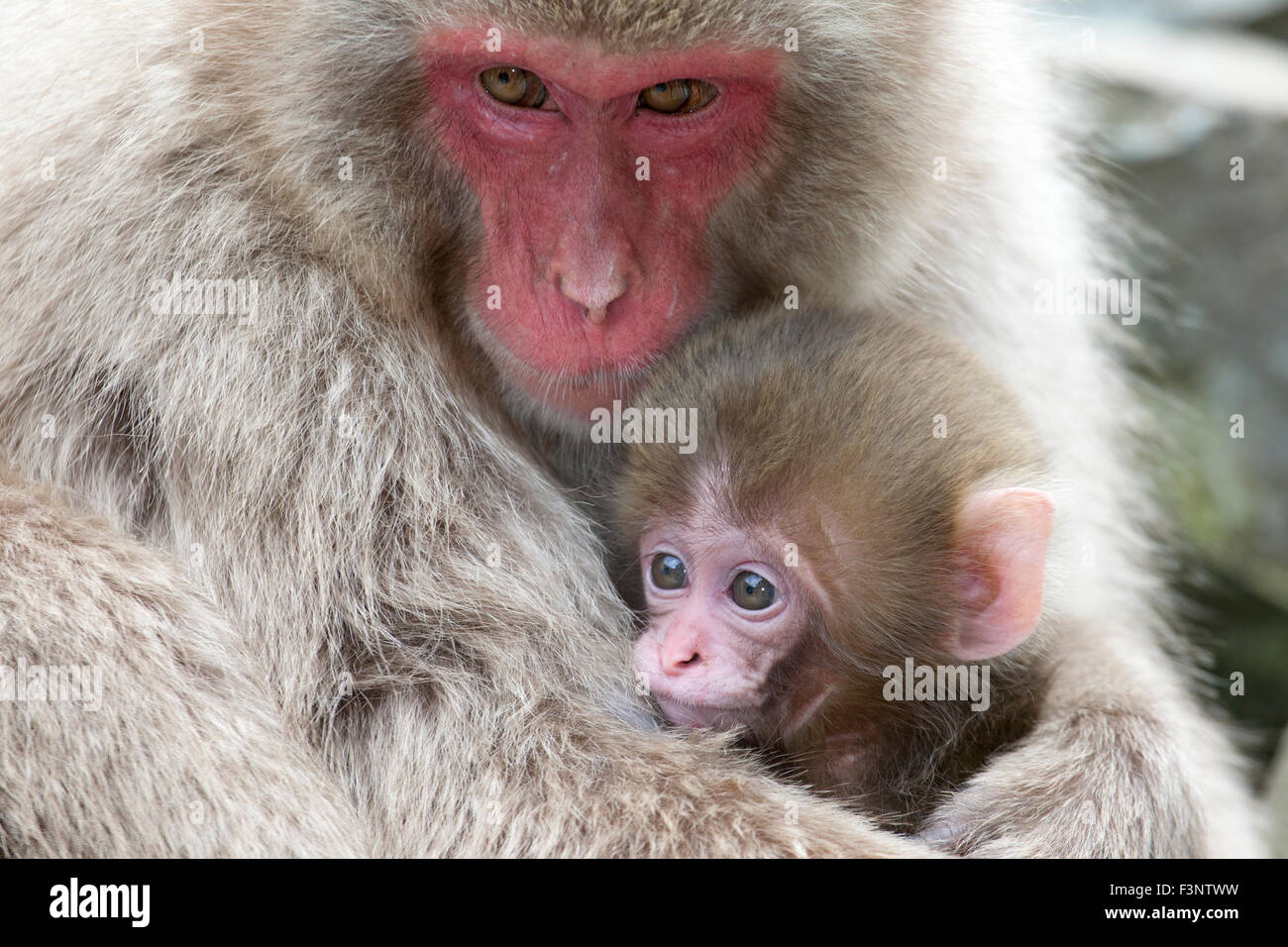 Japanischen Makaken Mutter halten Baby (Macaca Fuscata) Stockfoto