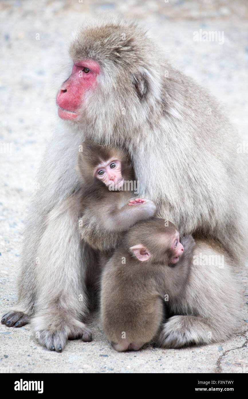 Japanischen Makaken-Mutter mit Zwillingen (Macaca Fuscata) Stockfoto