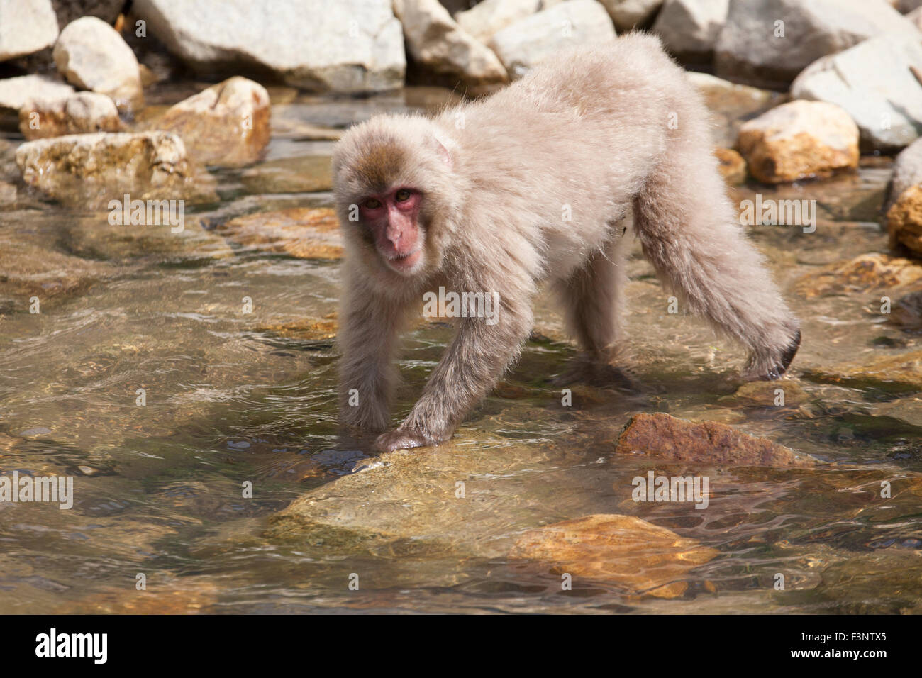 Japanische Macaque (Macaca fuscata), Futtersuche im Fluss, Präfektur Nagano, Japan Stockfoto
