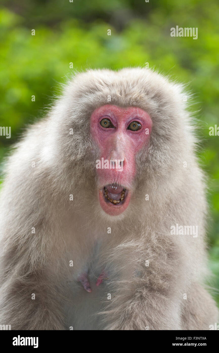 Wilde japanische Makaken (Macaca fuscata) bedrohen einen anderen Affen im Wald, Präfektur Nagano, Honshu Island, Japan Stockfoto