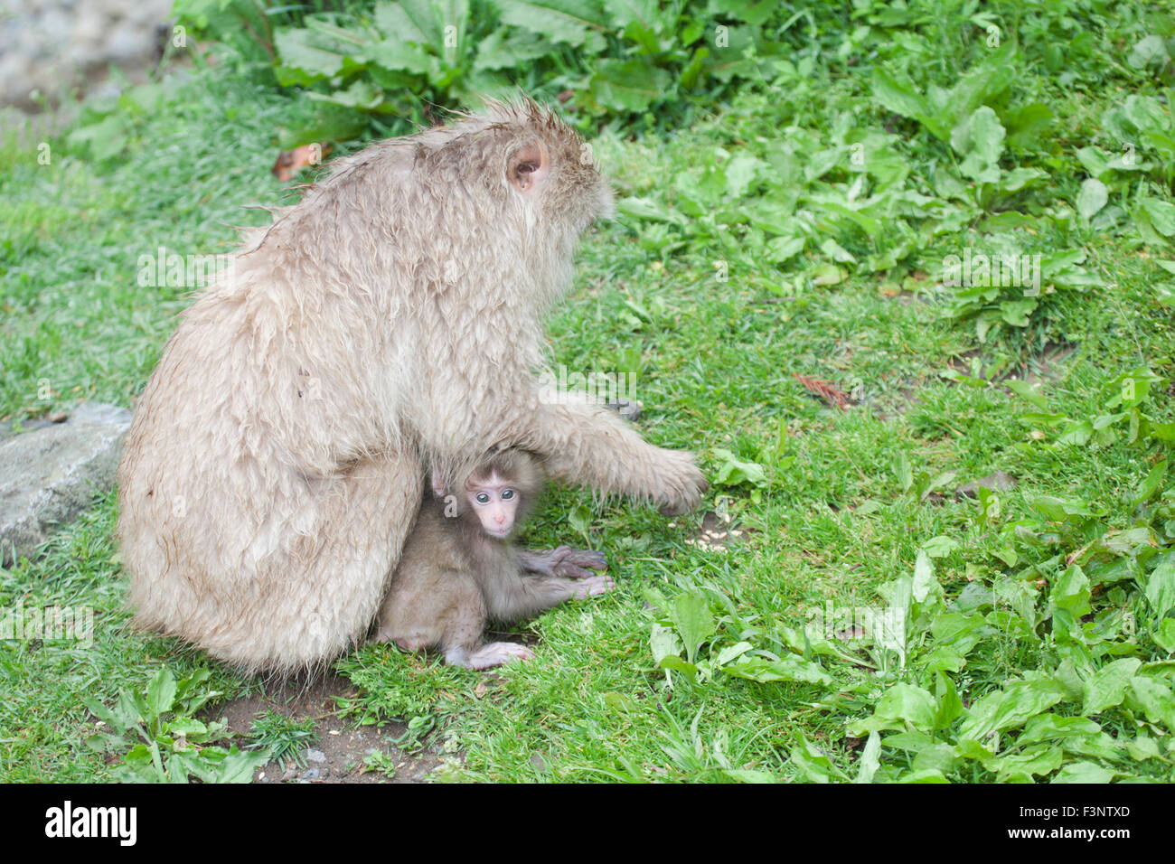 Baby-japanischen Makaken (Macaca Fuscata) heraus spähen aus unter Mutter wie sie Futter Stockfoto