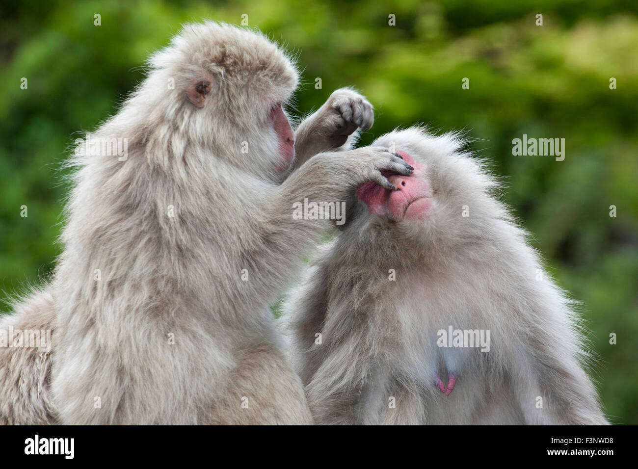 Japanische Makaken (Macaca fuscata) pflegen einen anderen Affen in einem Naturschutzgebiet, Japan Stockfoto
