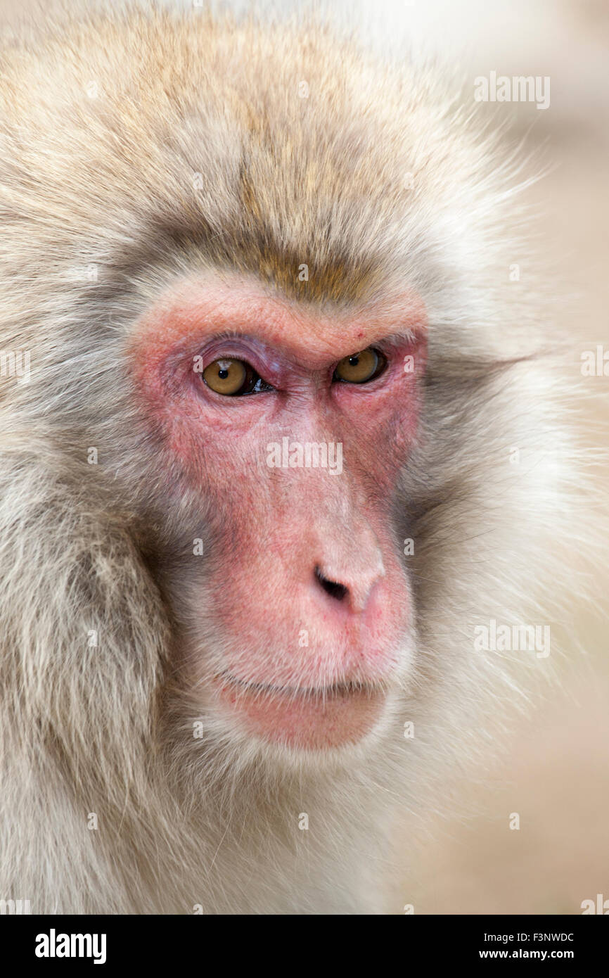 Japanischen Makaken (Macaca Fuscata) Stockfoto