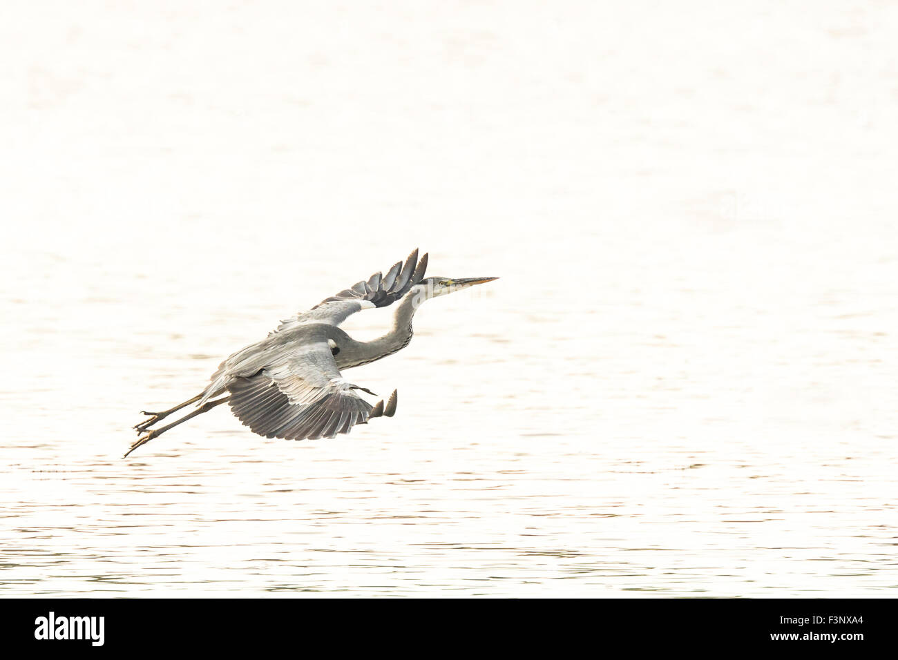 Great Blue Heron, Ardea Herodias, nehmen Sie an einem sonnigen Tag in hellem Sonnenlicht. High-Key-Beleuchtungstechnik mit vielen aus negativen Stockfoto