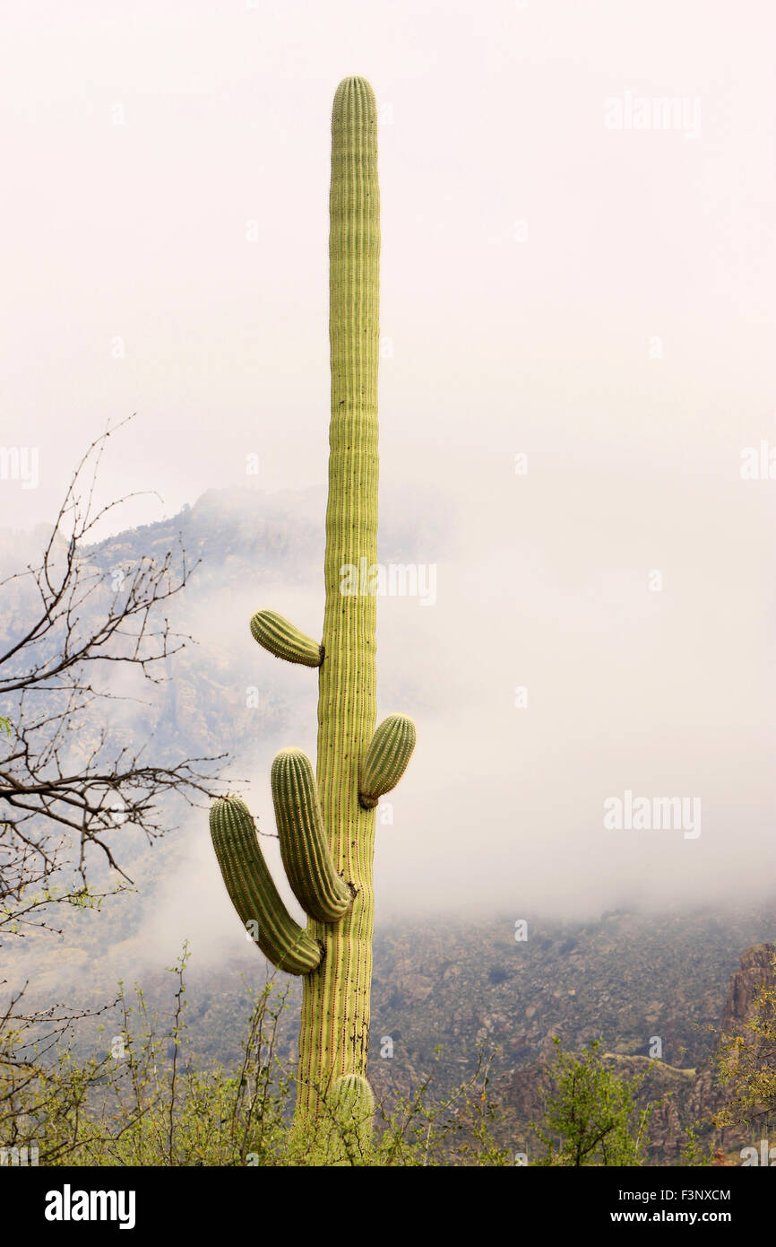 Kaktus im Nebel, Tucson, AZ Stockfoto