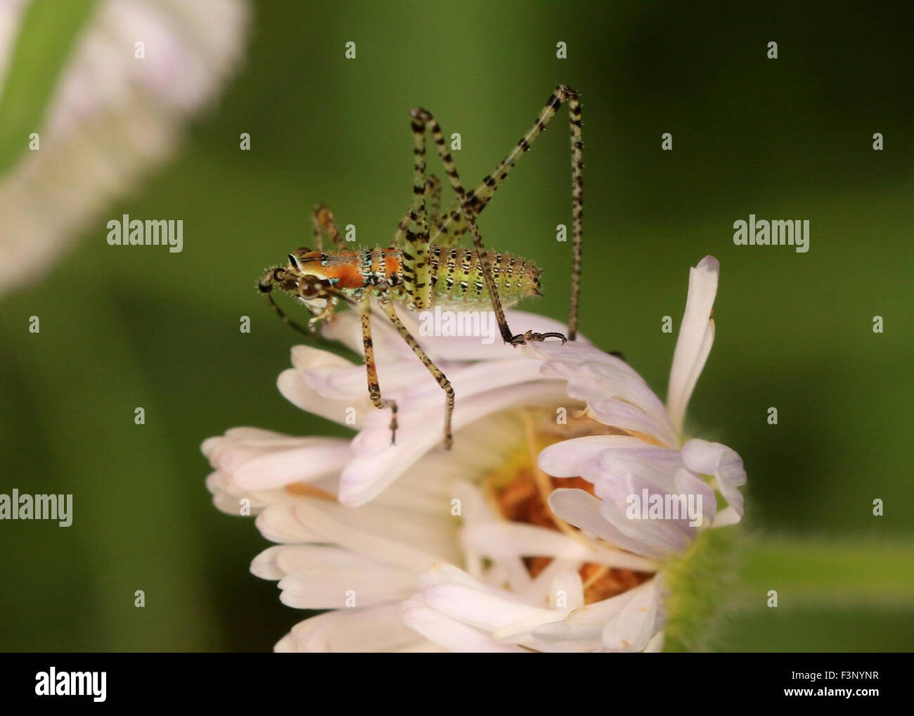 Grashuepfer Nymphe auf einer Blume Stockfoto