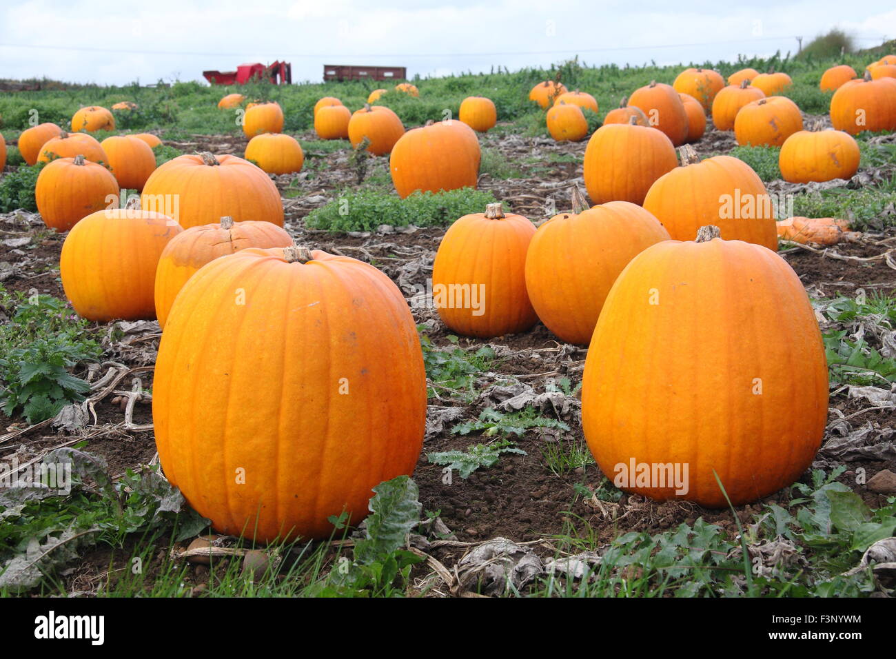 Kürbisse wachsen in einem Patch in einem Feld auf einem englischen Bauernhof in Bereitschaft für die Ernte für Halloween feiern - Oktober Stockfoto