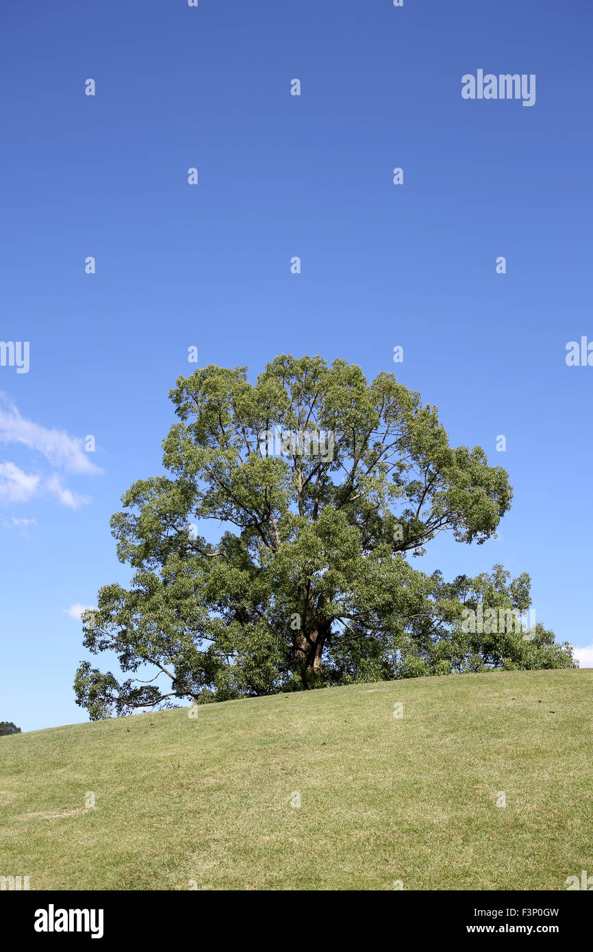 Einziger großer Baum auf Hügel und blauer Himmel Stockfoto