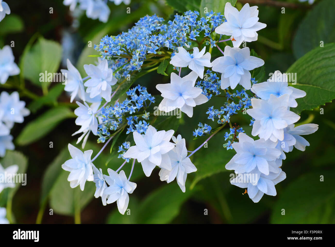 Lacecap-Hortensien (Hydrangea Macrophylla Normalis) in Japan Stockfoto