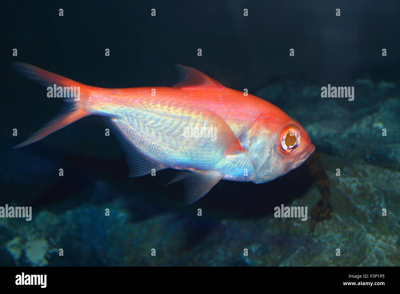 Herrliche Alfonsino (Beryx Splendens) in Japan Stockfoto